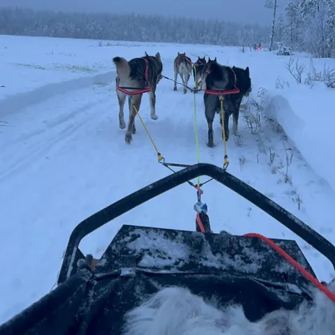 The view over the driving bow as the huskies run