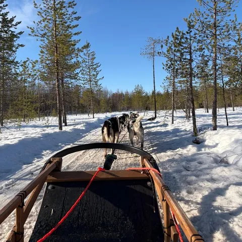 A husky team harnessed to a sled in a sunlit forest