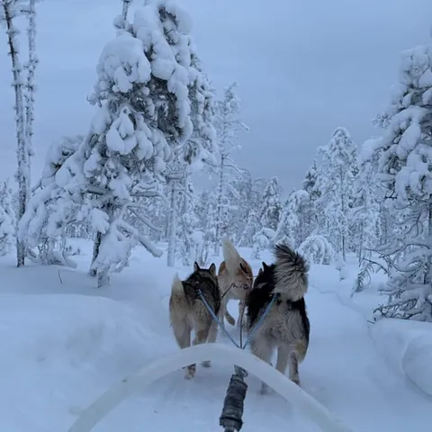 Huskies resting among snow-laden trees