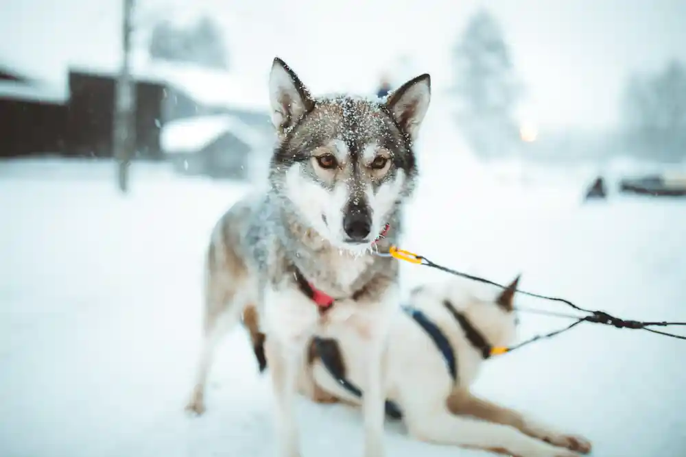 Close-up husky dog head in winter harness