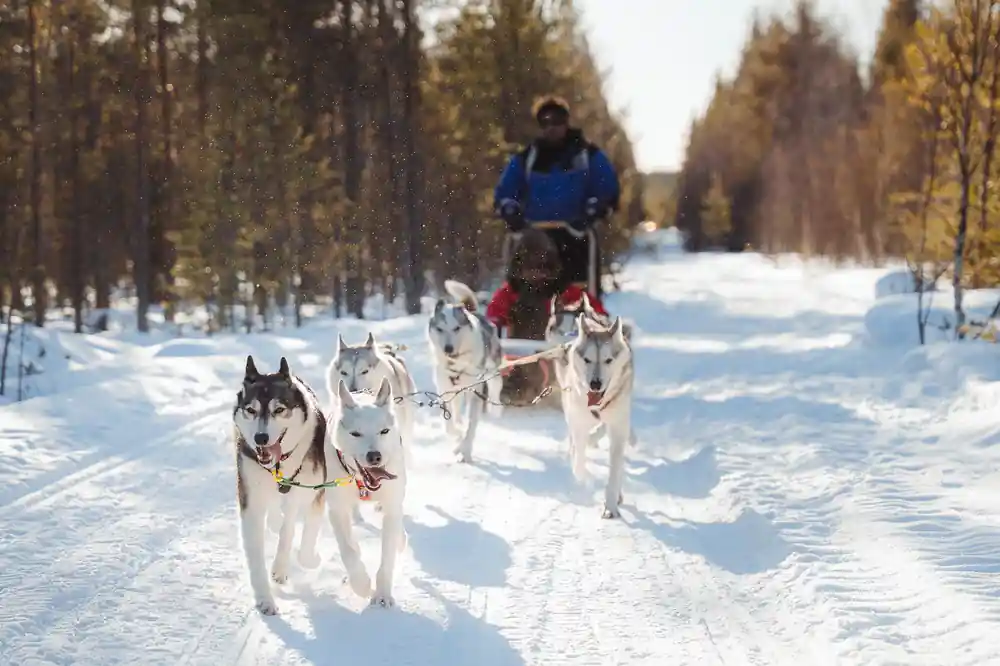 Dog sled team pulling musher on snowy forest trail
