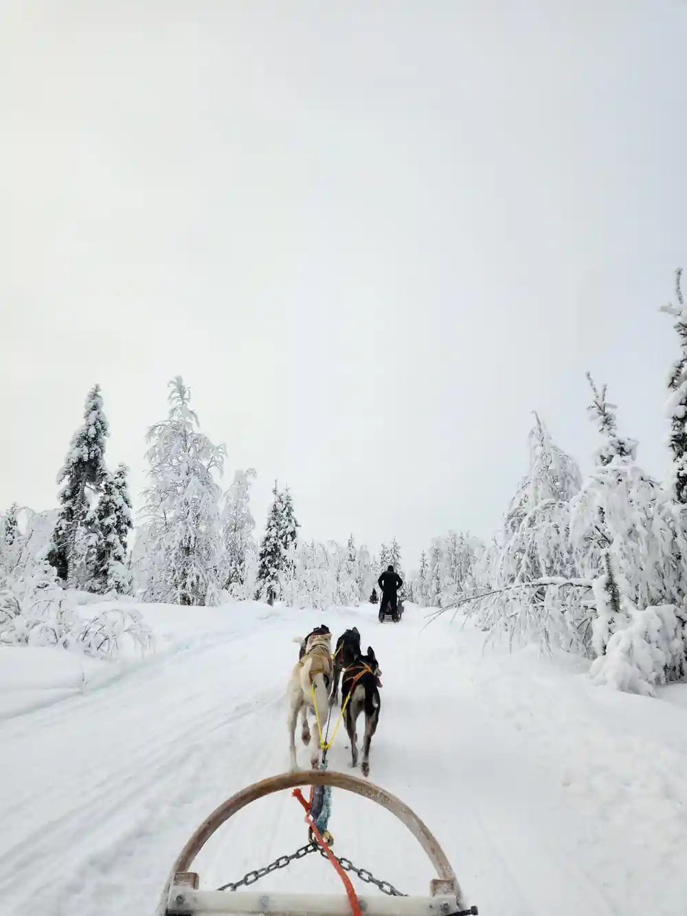 Dog sled team pulling sled on snowy forest road