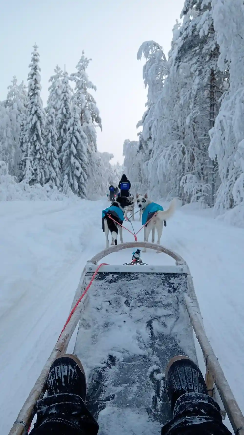 Dog sled team pulling sled through snowy forest