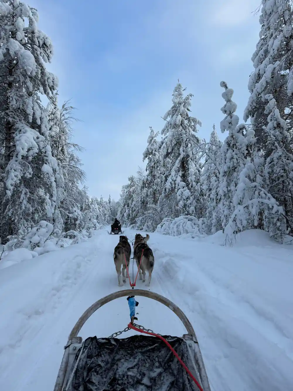 Dog sled team pulling sled through snowy forest