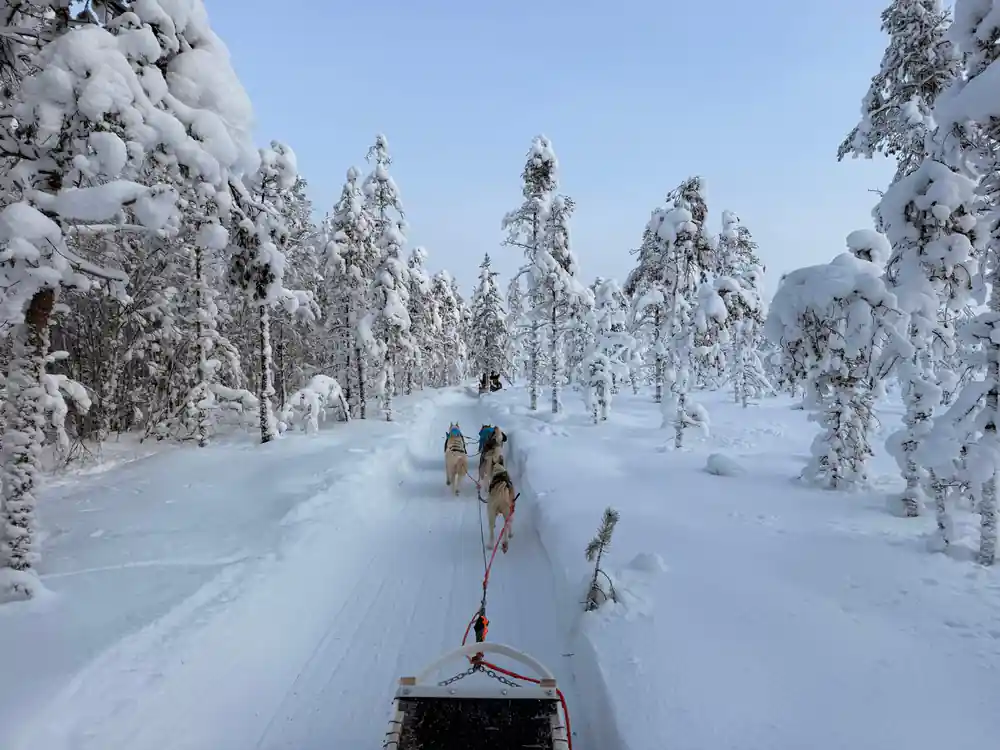 Dog sled team pulling sled through snowy forest