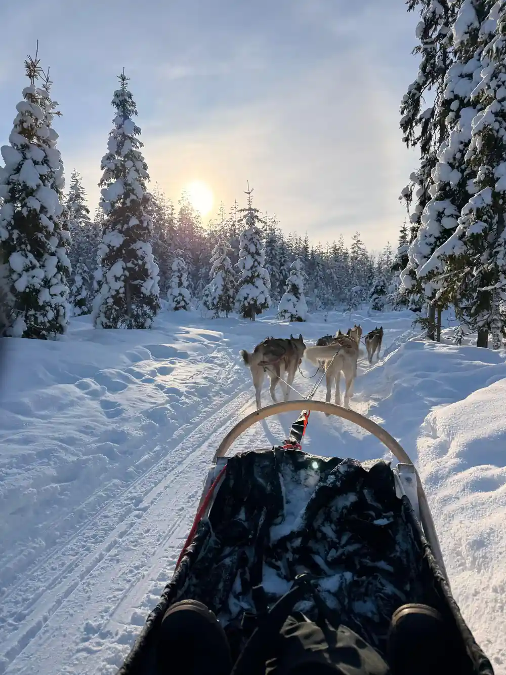 Dog sled team pulling sleigh through snowy forest