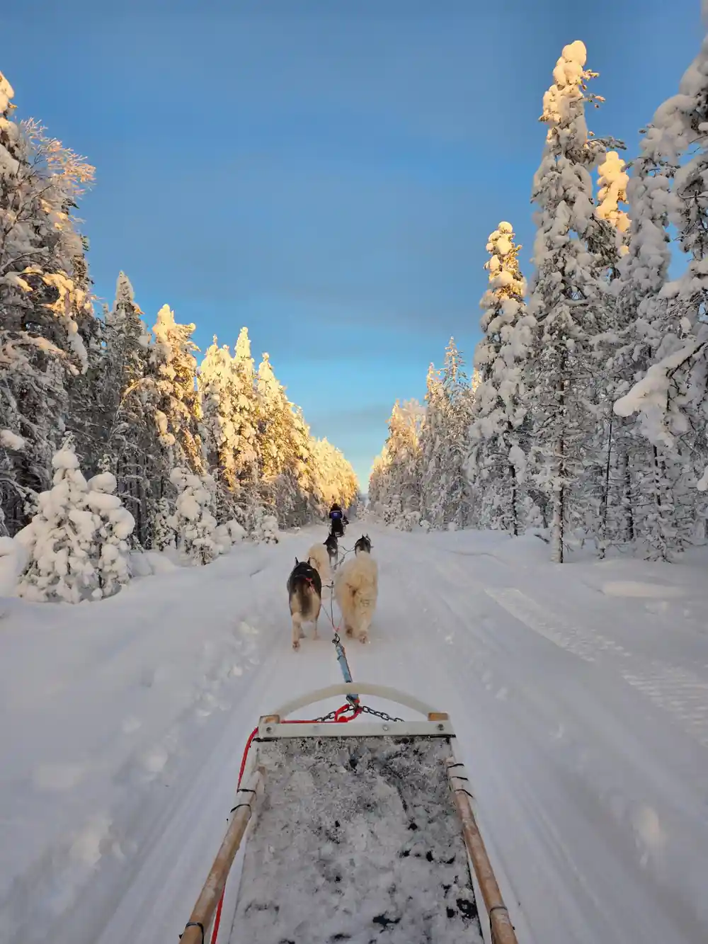Dog sled team running through snowy forest landscape