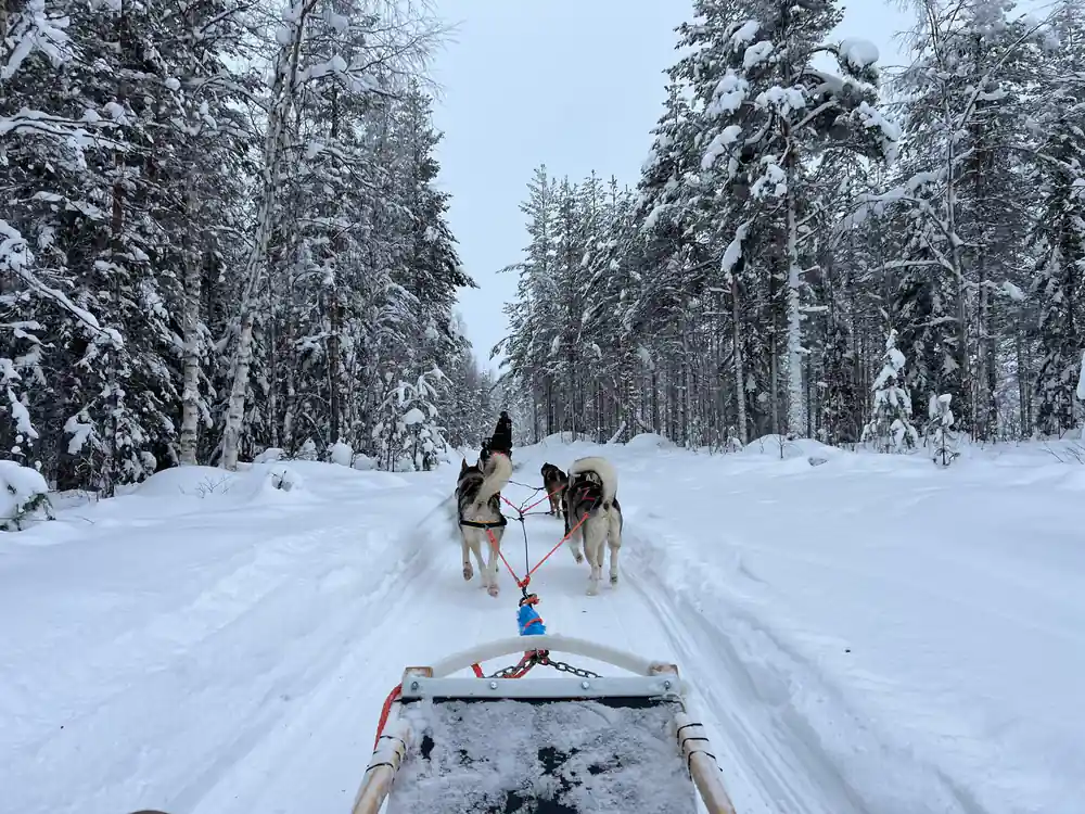 Dog sled team on snowy trail through forest