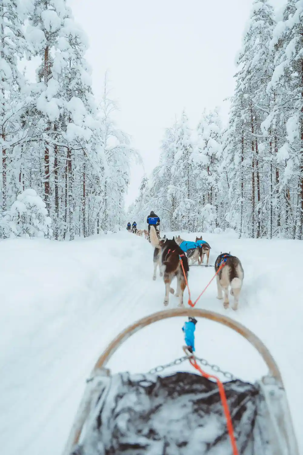 Dog sled team viewed from behind on snowy forest road