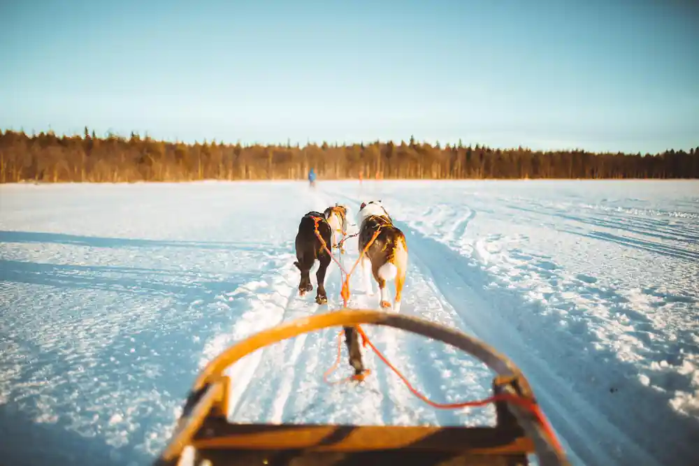Dog sled viewed from driver position on frozen lake