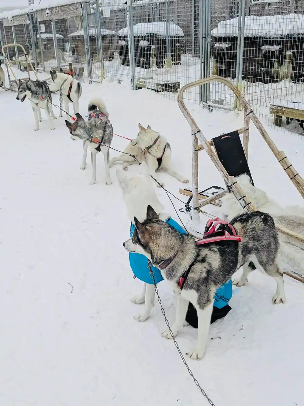 Huskies in harnesses at kennels in snow