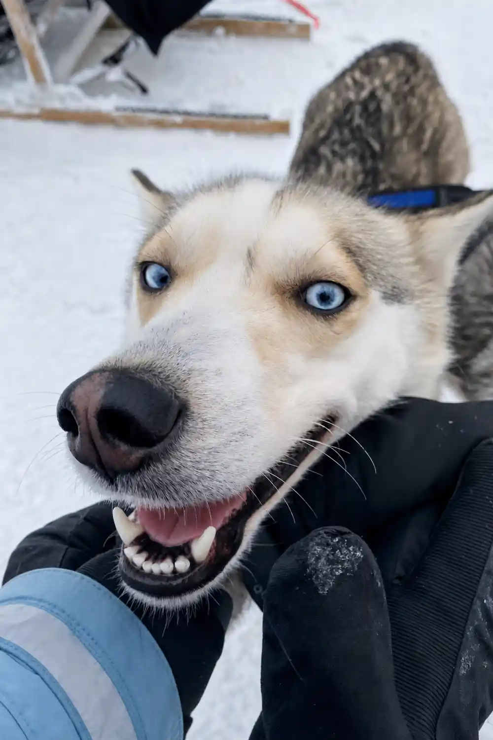 Husky dog with blue eyes wearing harness collar