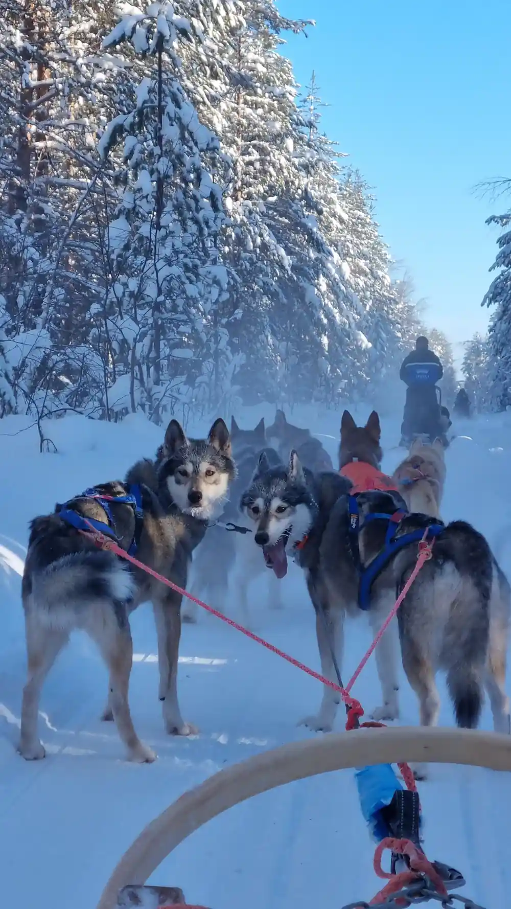 Husky dogs in harness pulling sled through snow