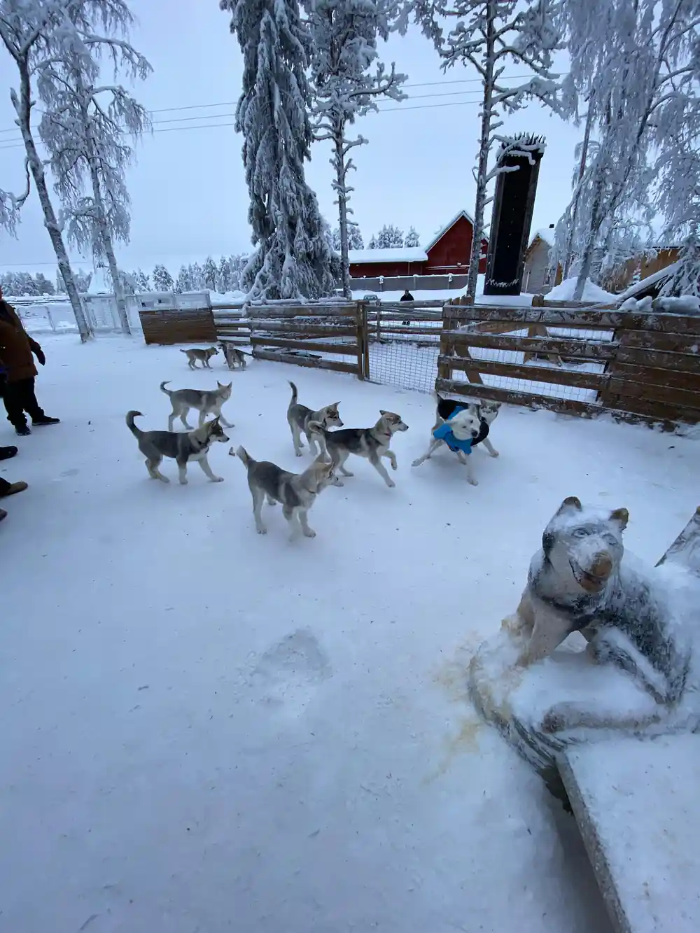 Husky sled dogs resting in snow with winter trees background