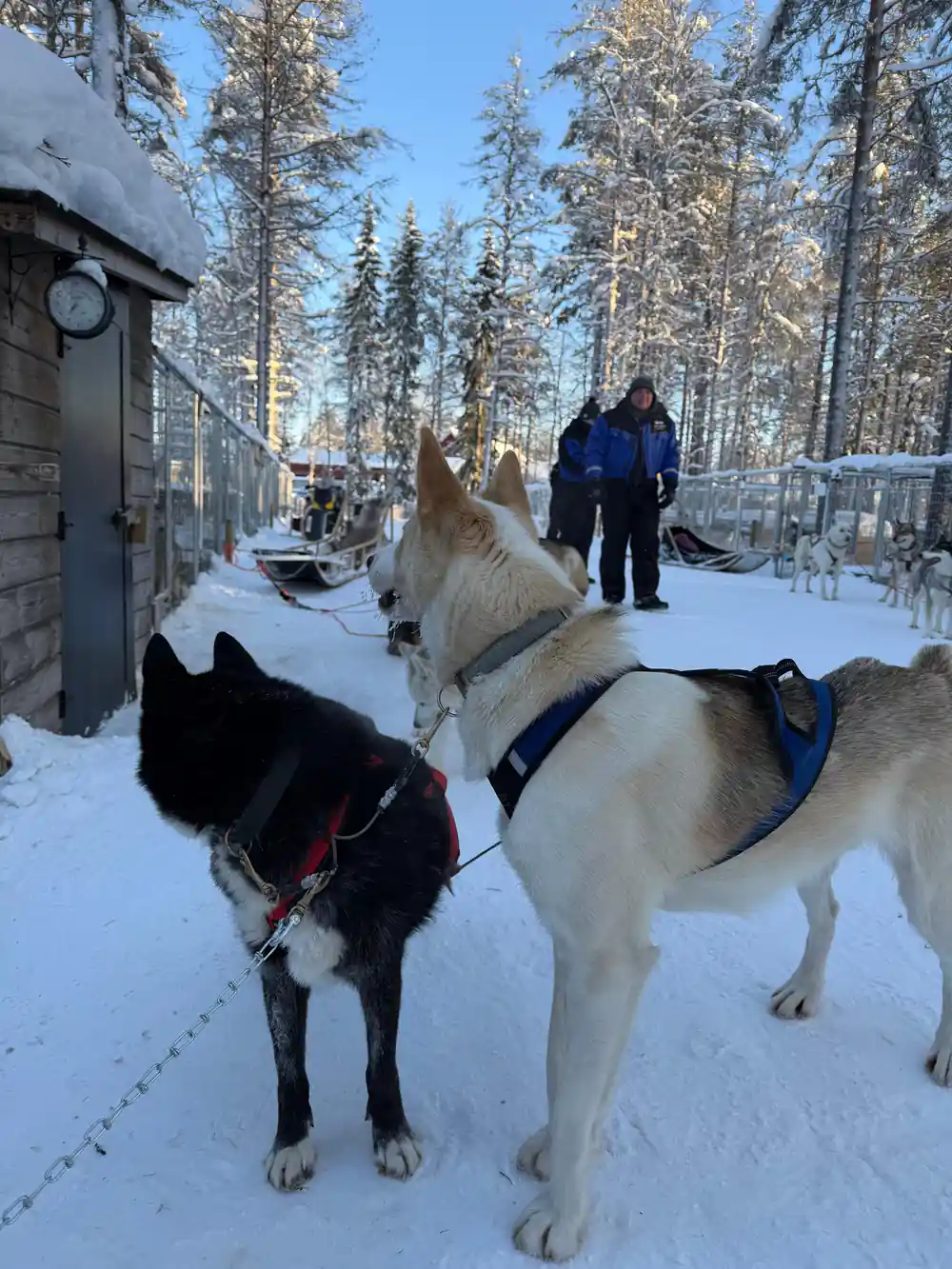 Husky standing in snowy area with people nearby