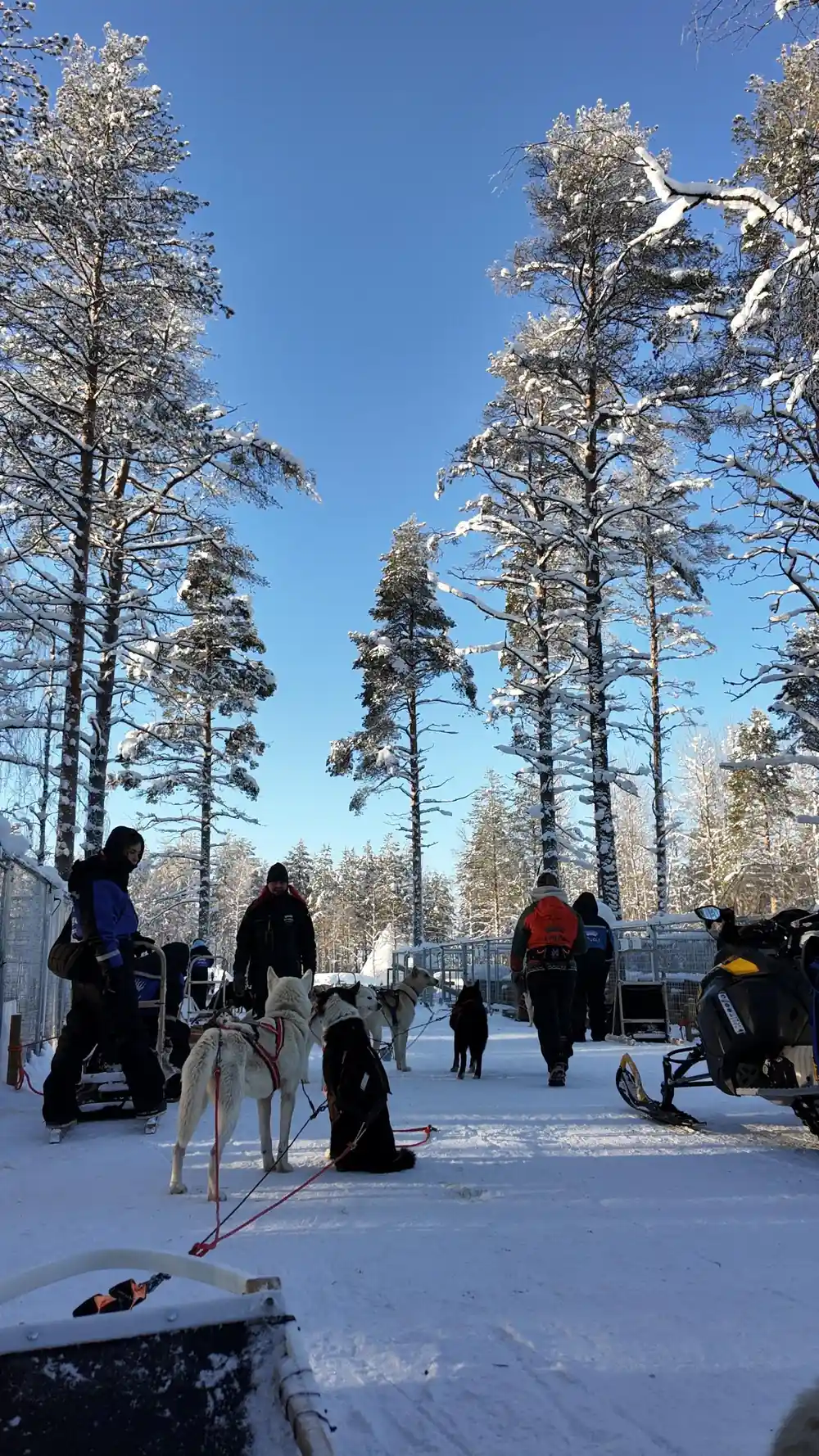 Husky team waiting in snowy kennels area