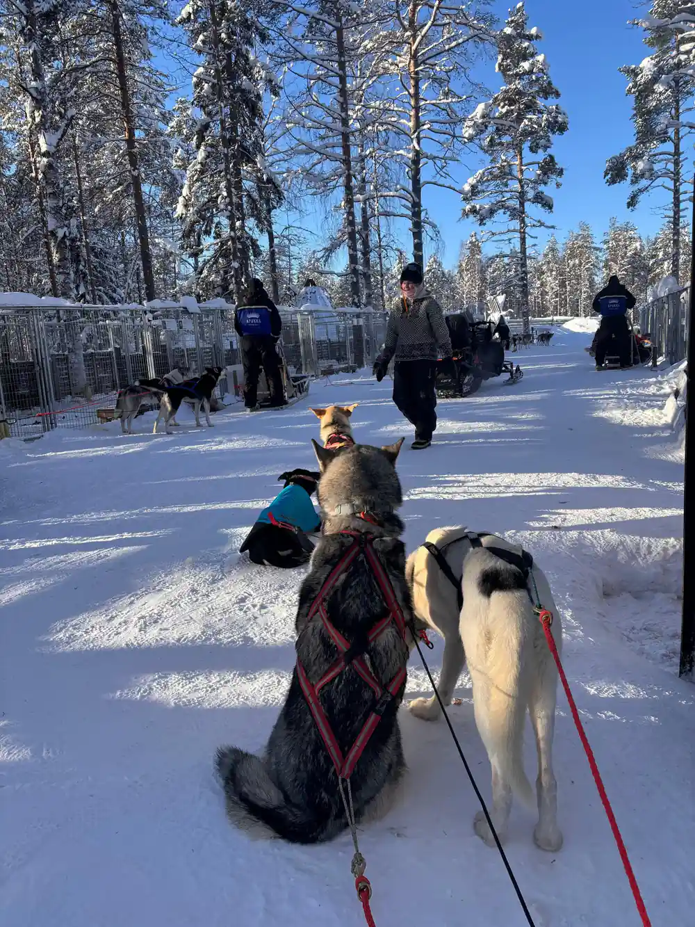 Multiple dog sleds lined up in snowy forest clearing