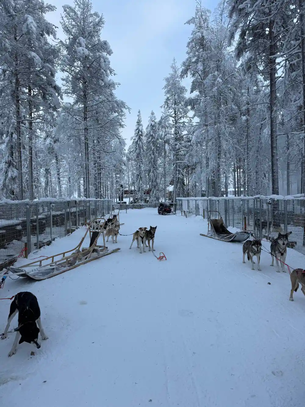 Multiple dog sleds in snowy forest village setting