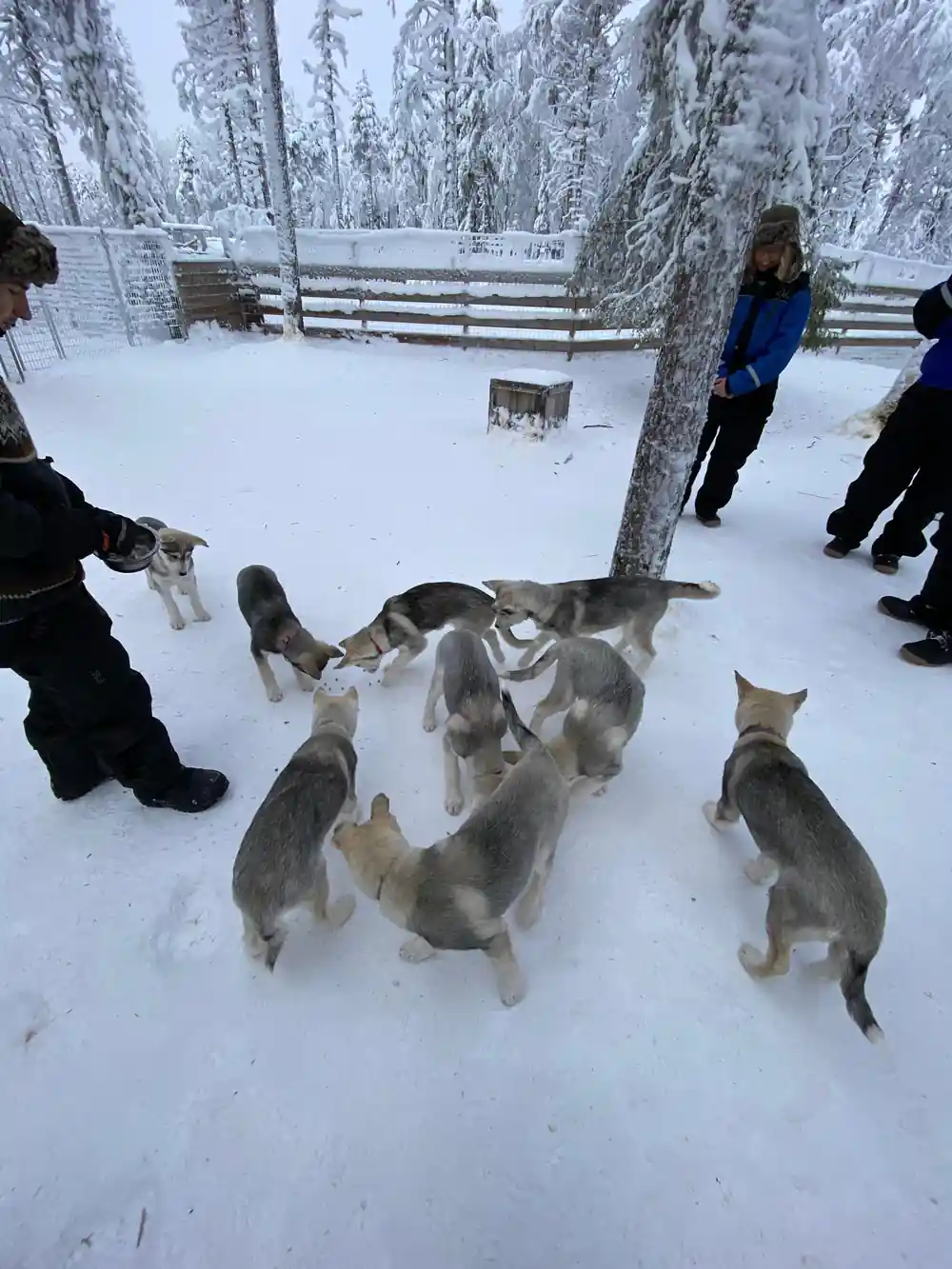 Multiple husky dogs running in snow with people nearby