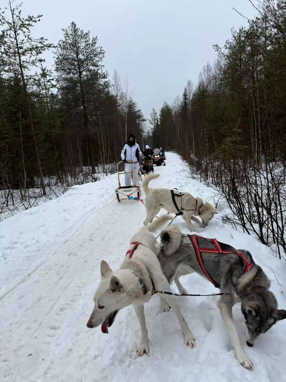 Multiple sled dogs harnessed on snowy forest trail
