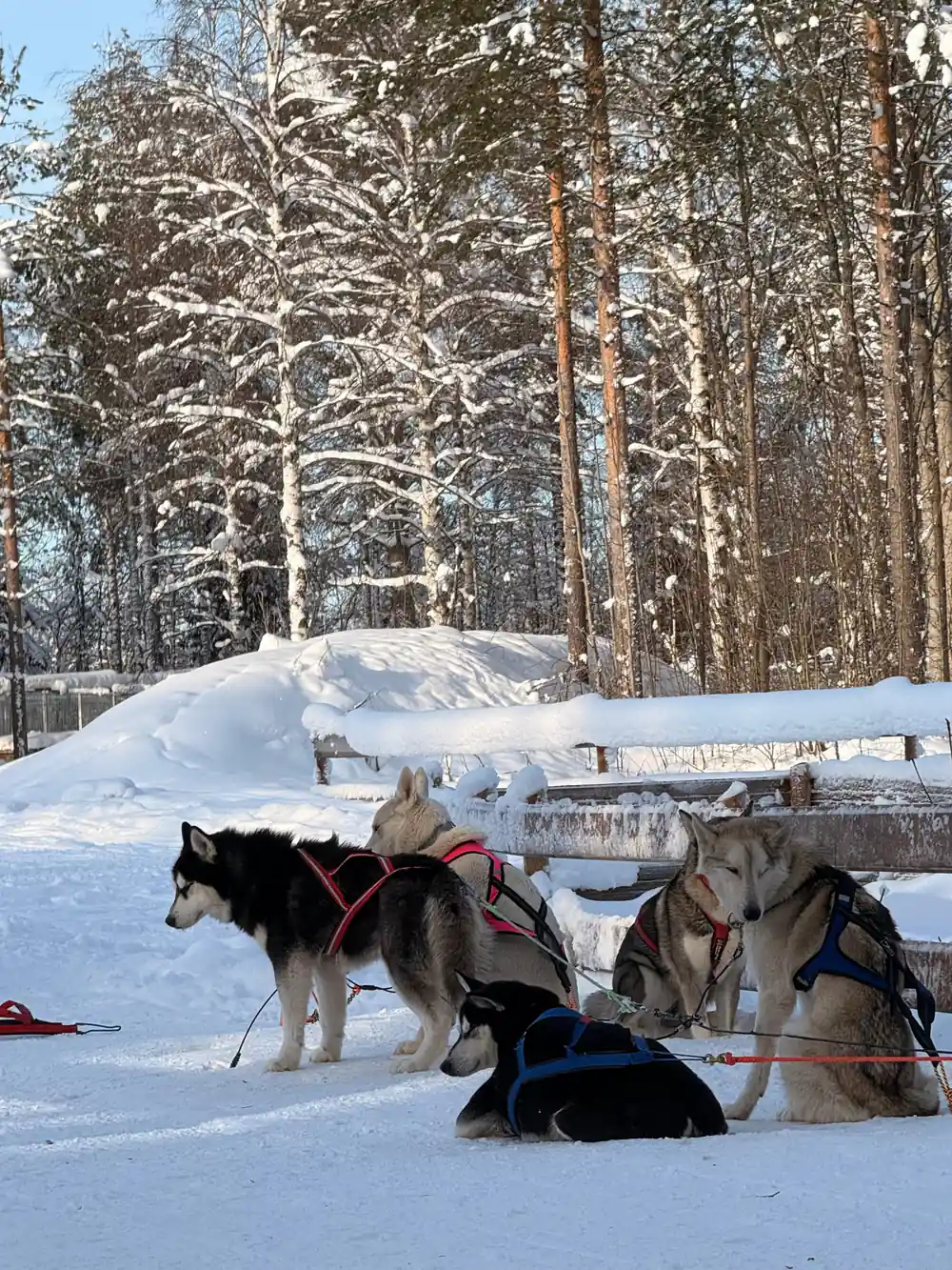 Multiple sled dogs resting in snowy forest clearing