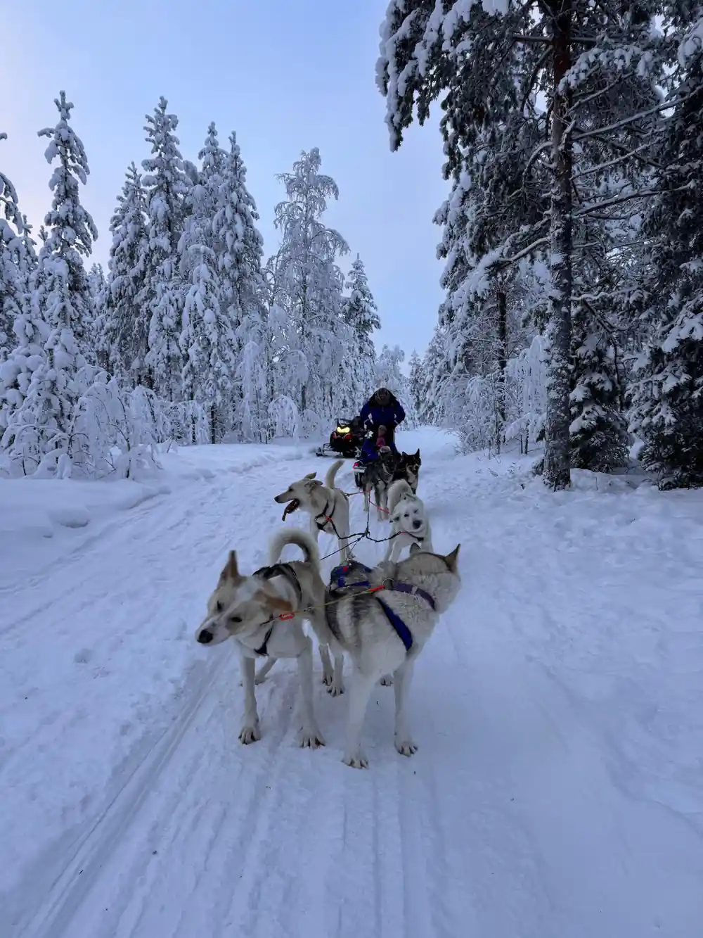 Musher with dog sled team on snowy forest trail