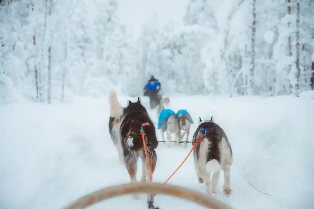 Musher with dog sled team in snowy forest