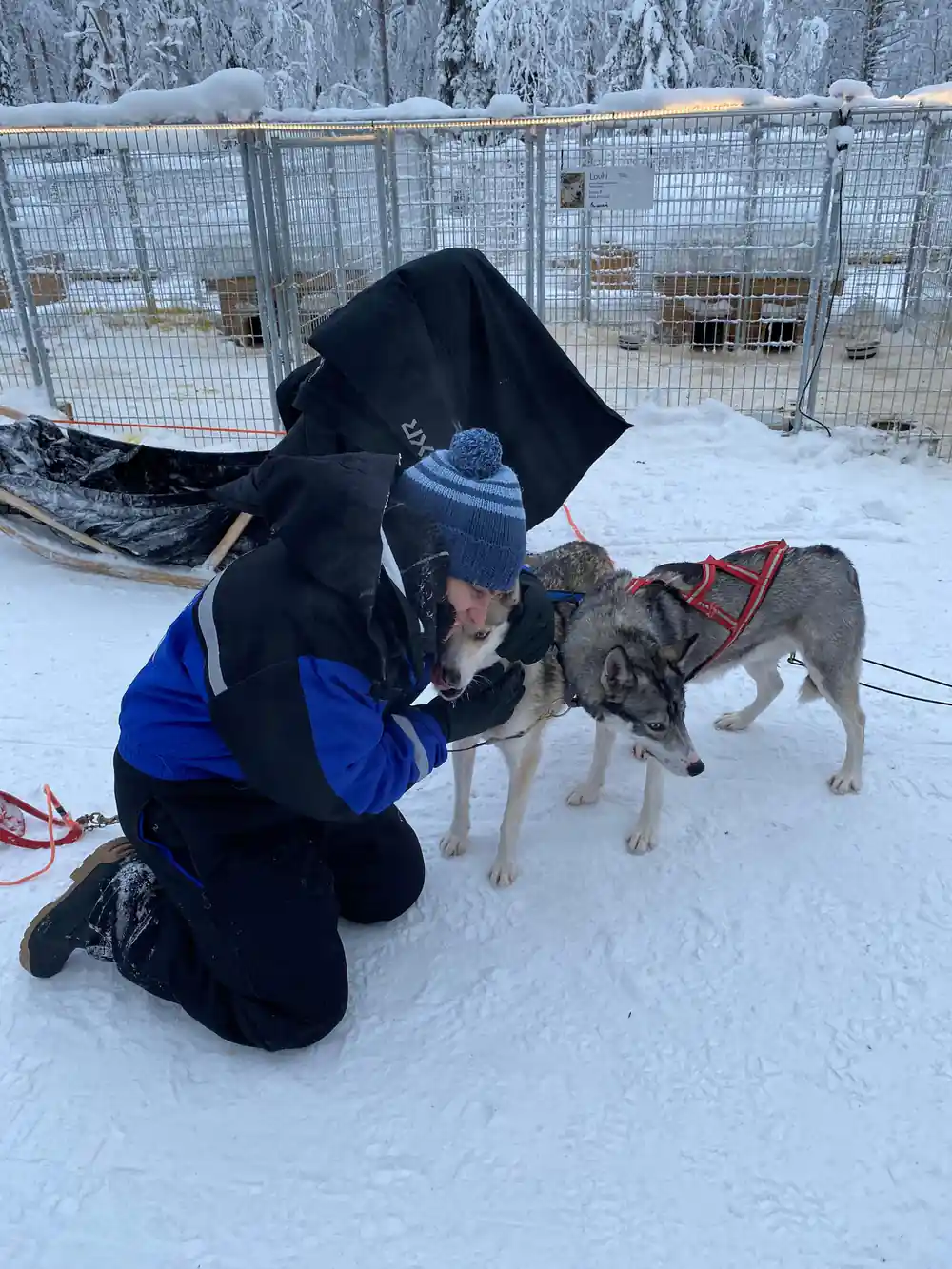 Pack of husky sled dogs in snowy yard with forest behind