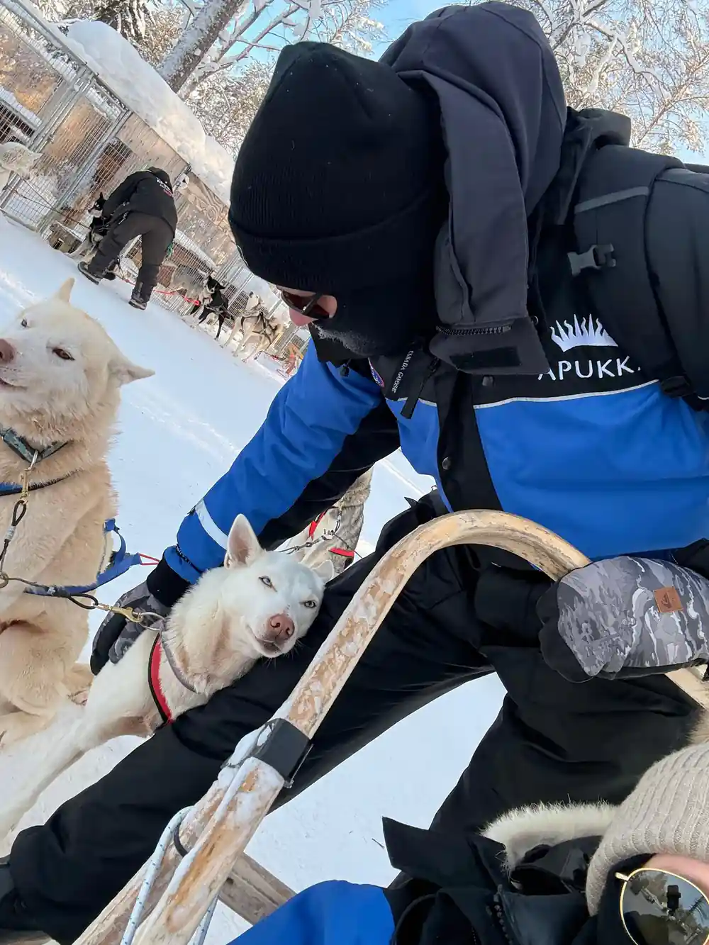 Person in blue jacket petting sled dog close-up