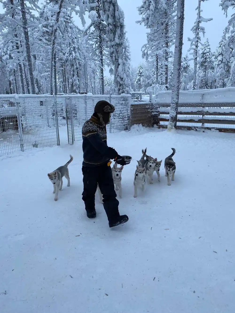 Person crouching with husky sled dogs in snowy enclosure
