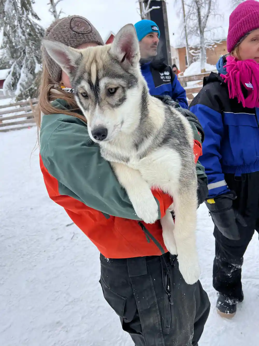 Person holding husky sled dog in winter gear