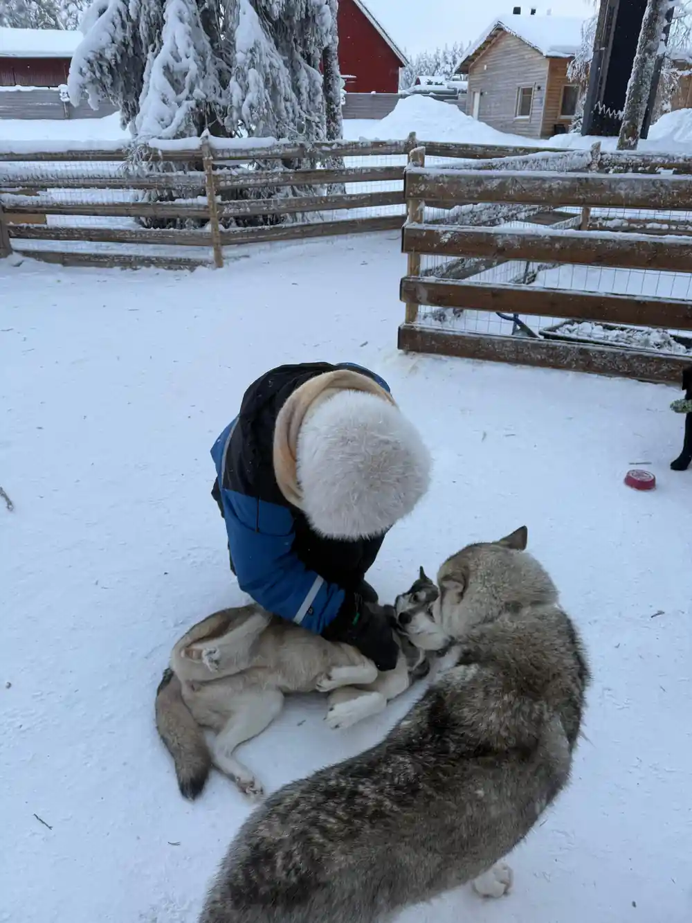Person petting sled dog in snow near wooden fence