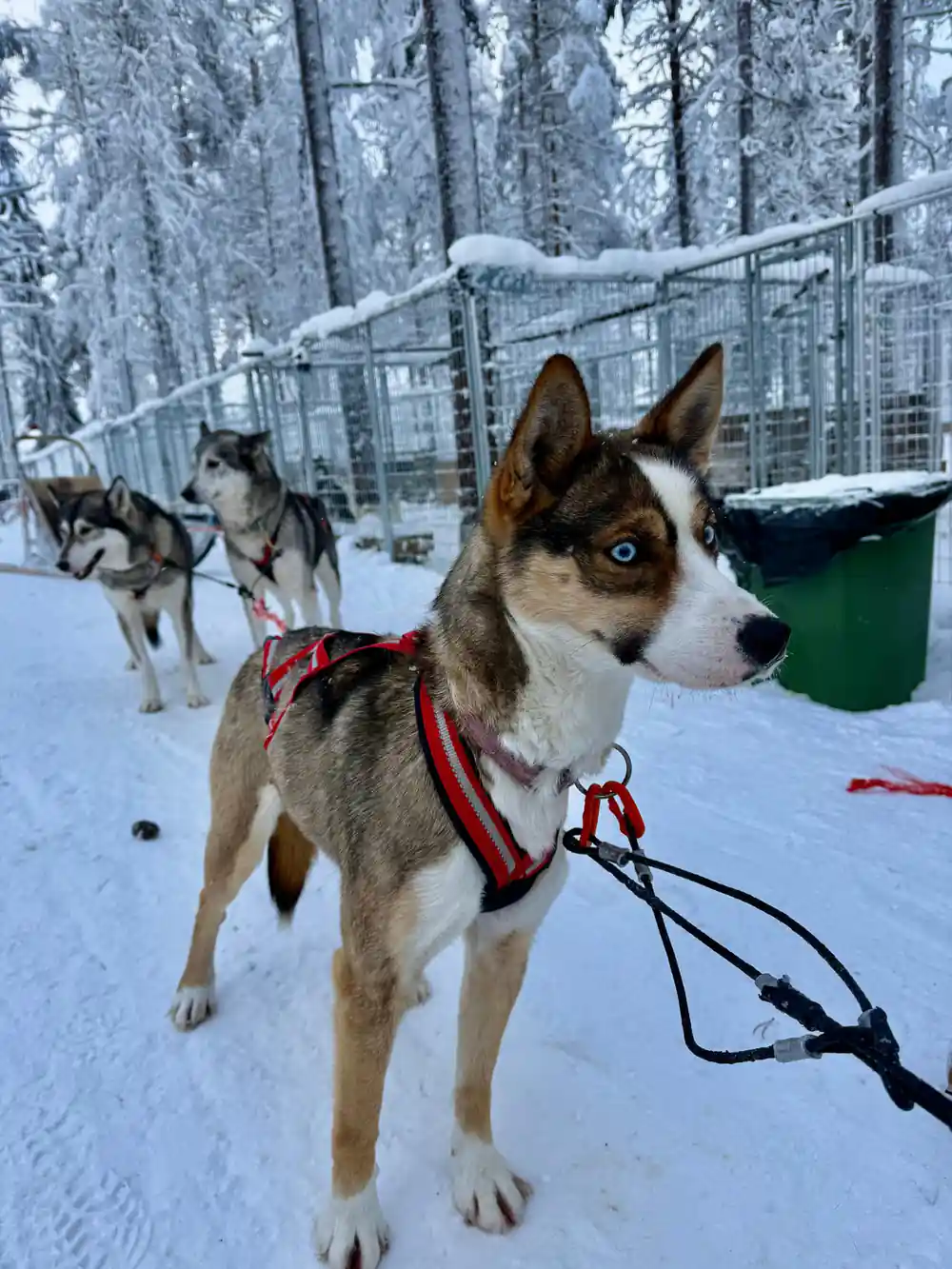 Single dog in harness standing in snowy forest