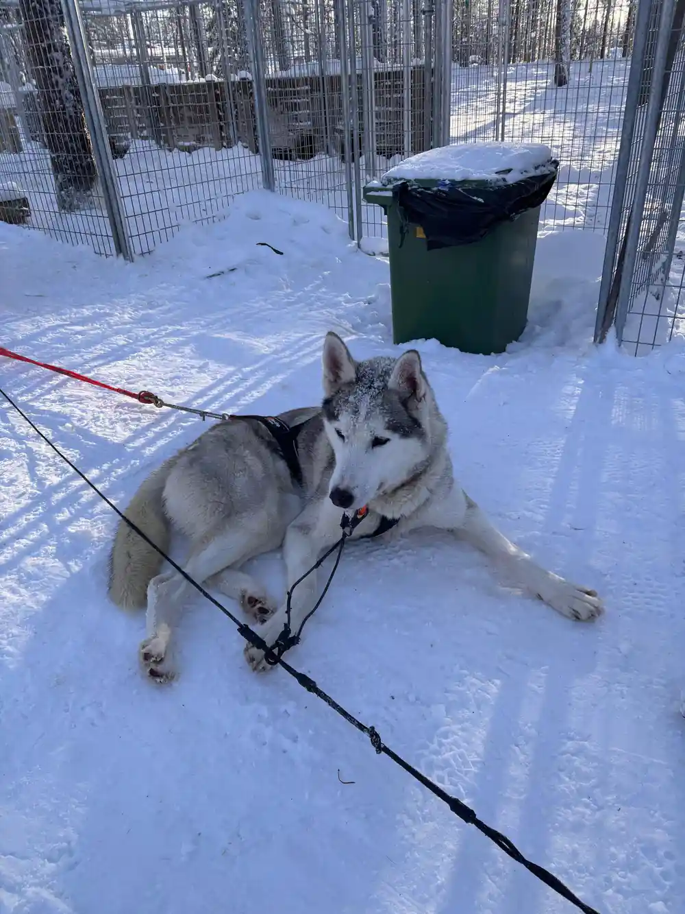 Single sled dog lying in snow near fence