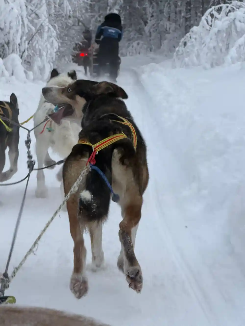 Sled dog pulling on harness in deep snow