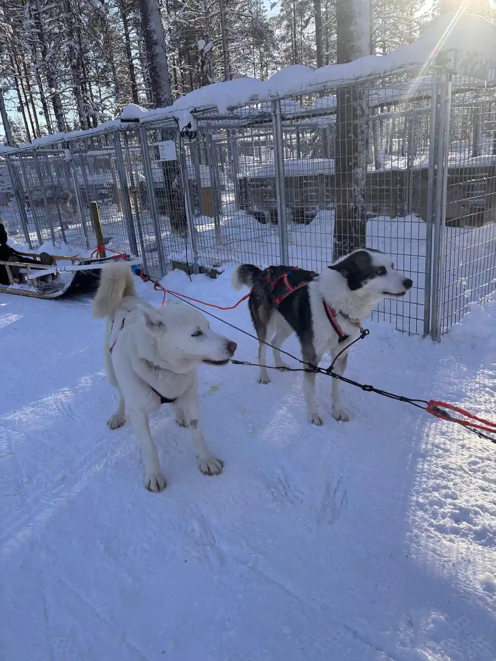 Sled dogs harnessed at rest in snowy enclosure