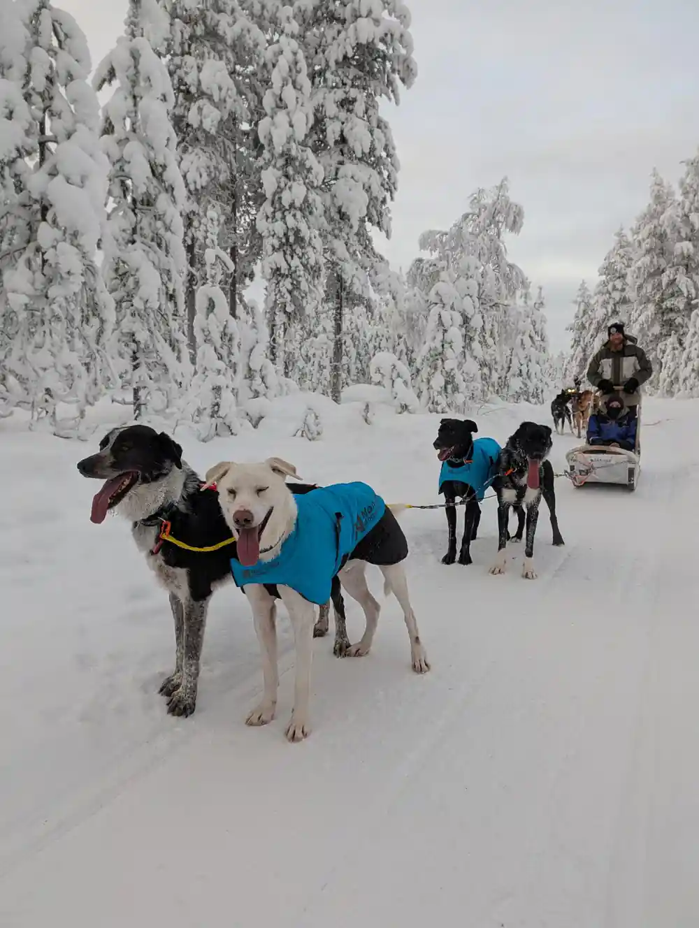 Sled dogs in harnesses pulling sleds through snowy forest