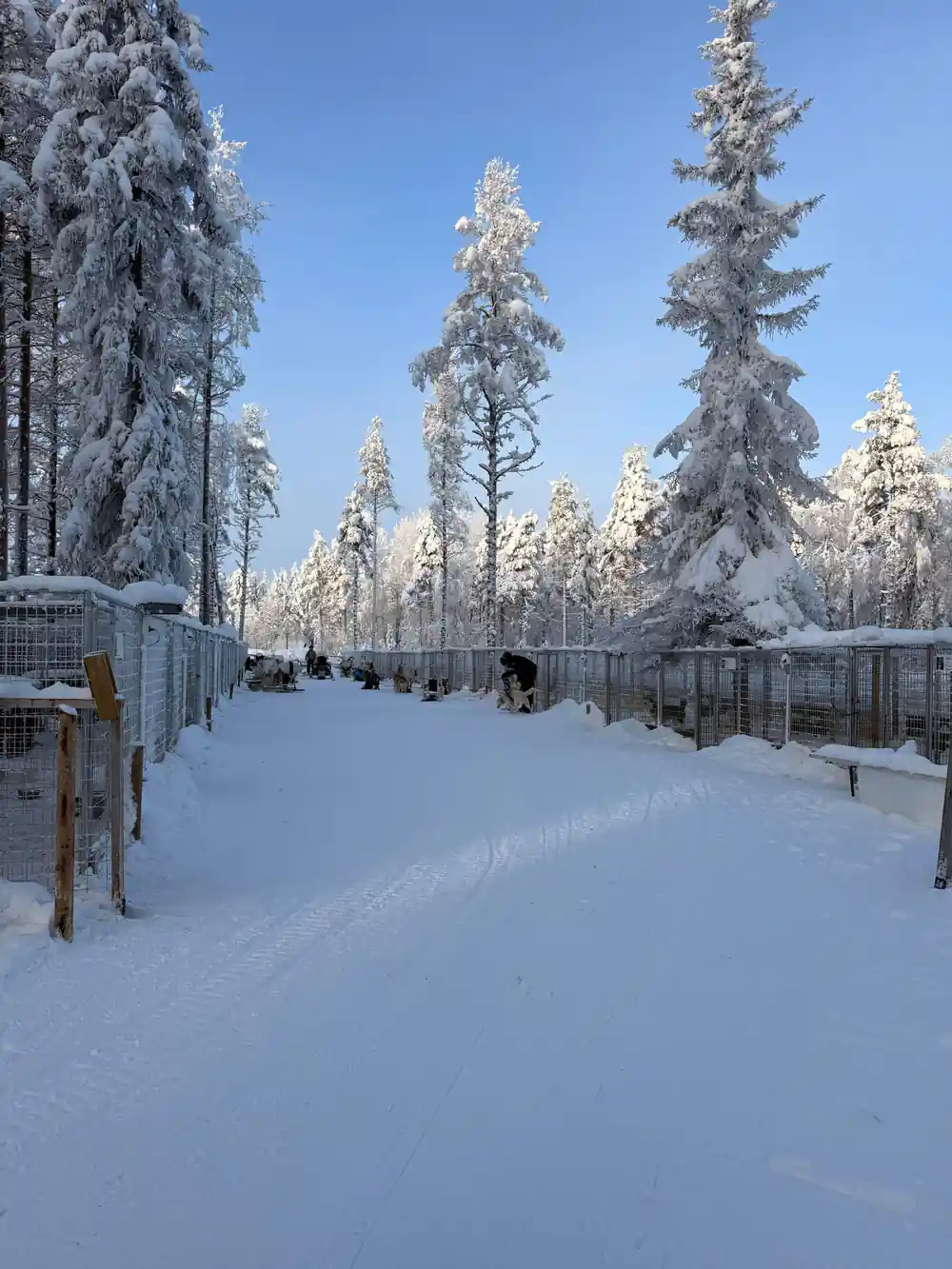 Snow-covered forest path with fence and trees