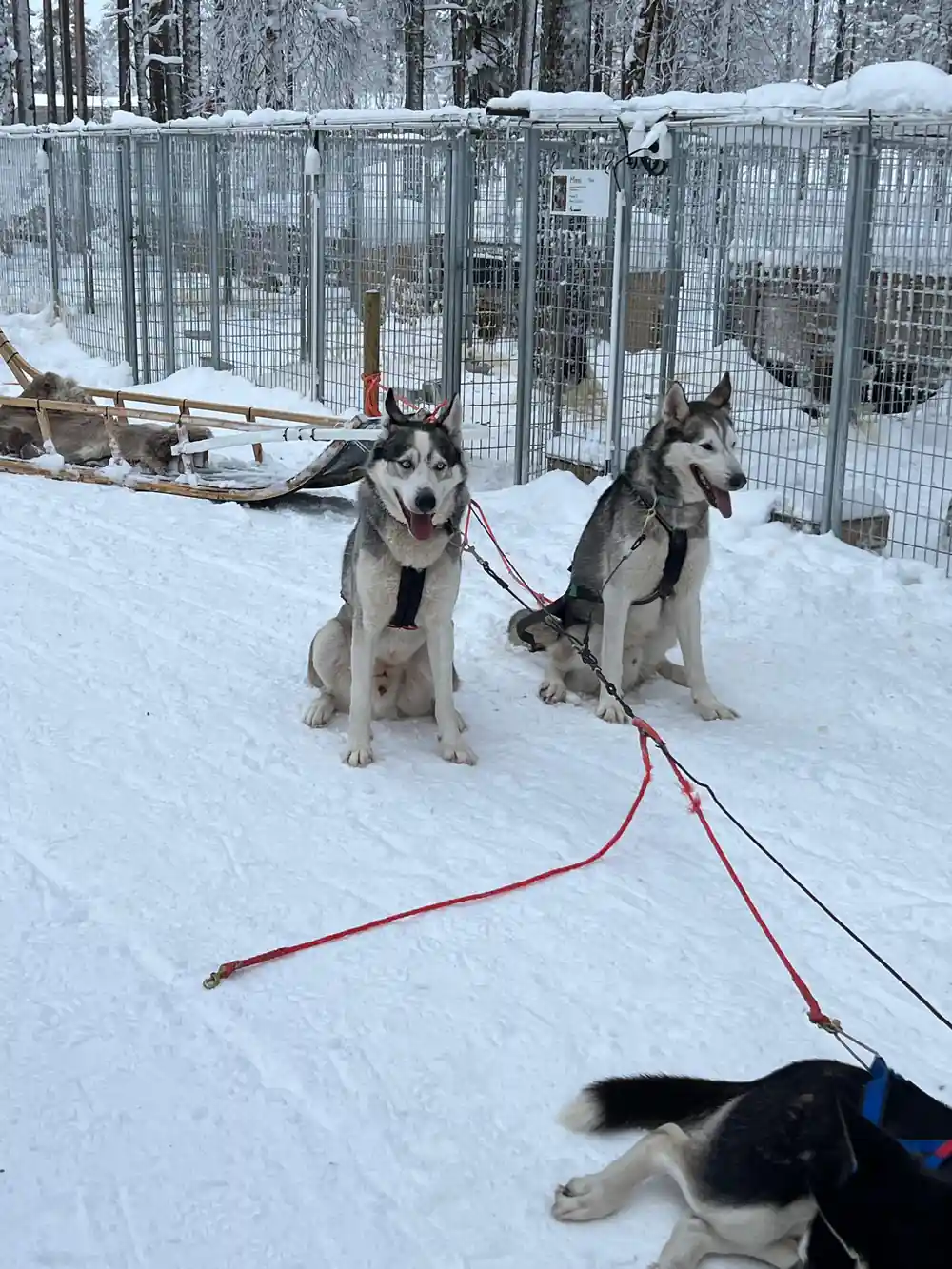 Three sled dogs sitting in snow near fence