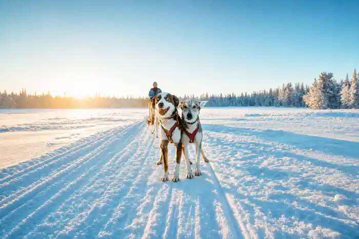 Two harnessed dogs running on snowy frozen lake
