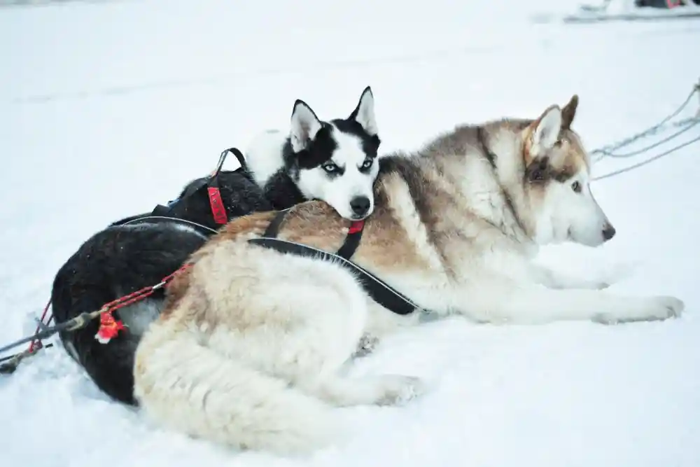 Two harnessed huskies resting in snow