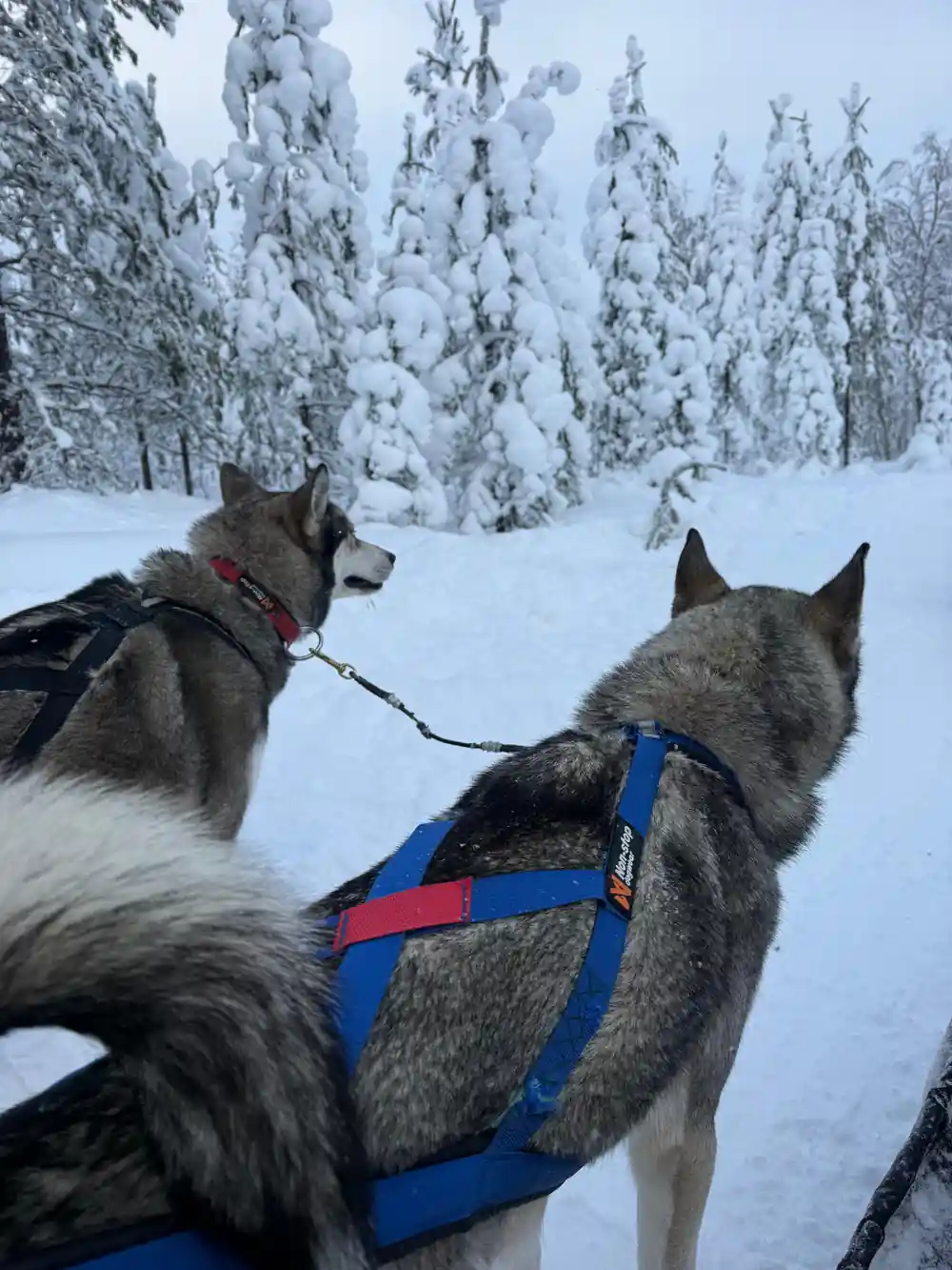 Two huskies in harness on snow with forest backdrop
