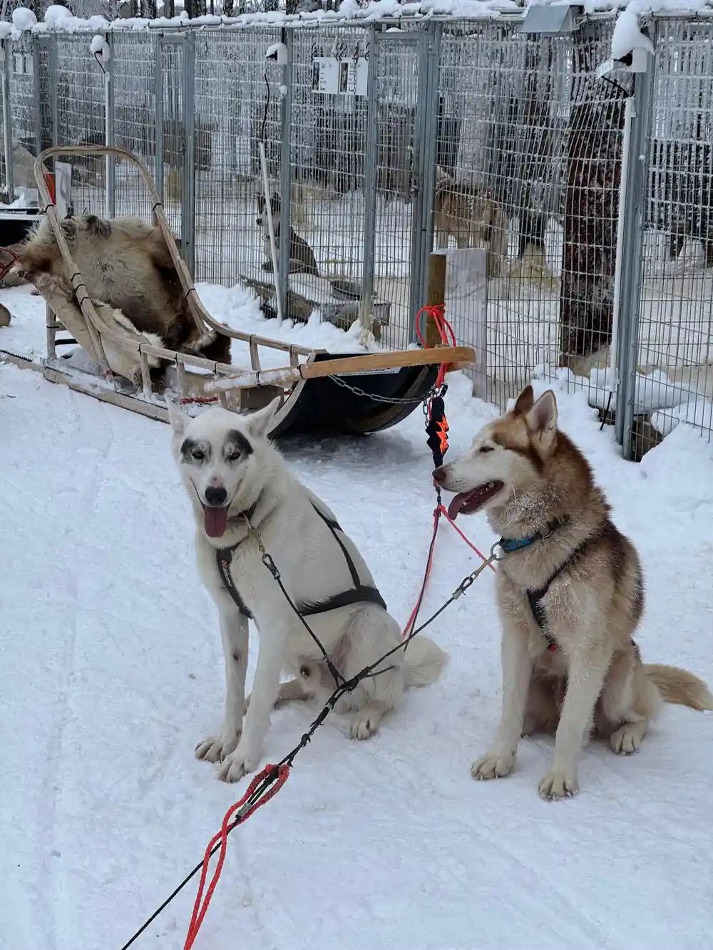 Two huskies in harnesses at kennels in snow