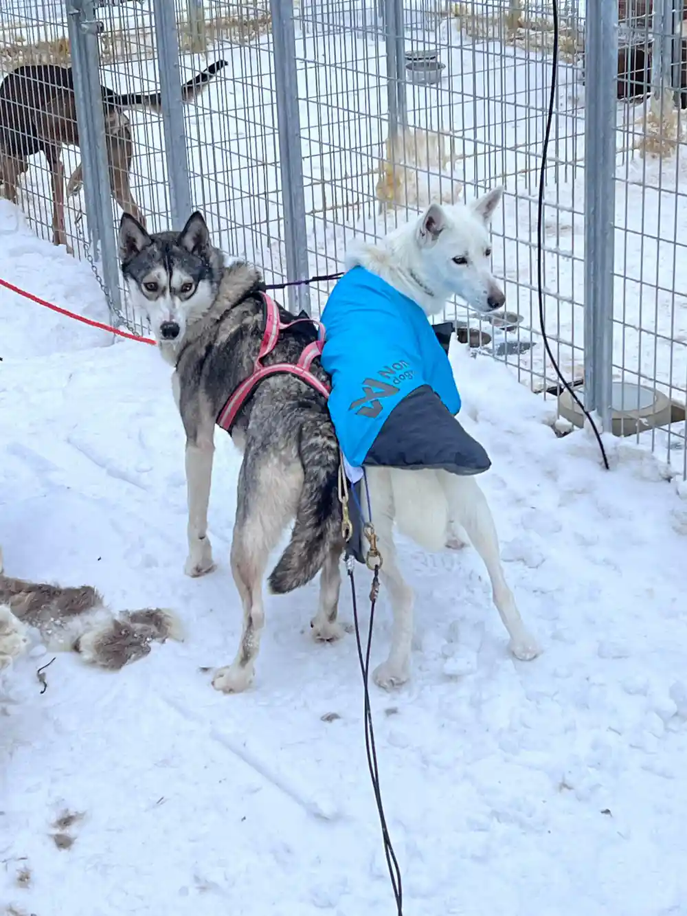 Two huskies in harnesses wearing coats in enclosure