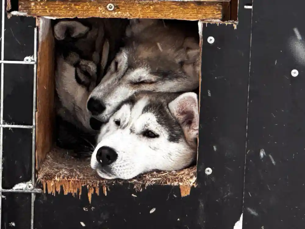Two husky dogs resting inside wooden transport crate