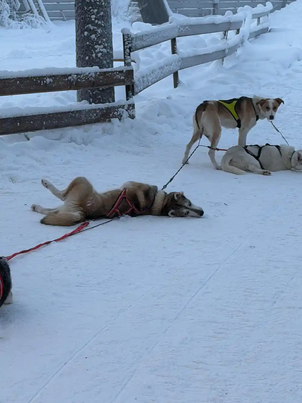 Two sled dogs lying on snowy ground near fence