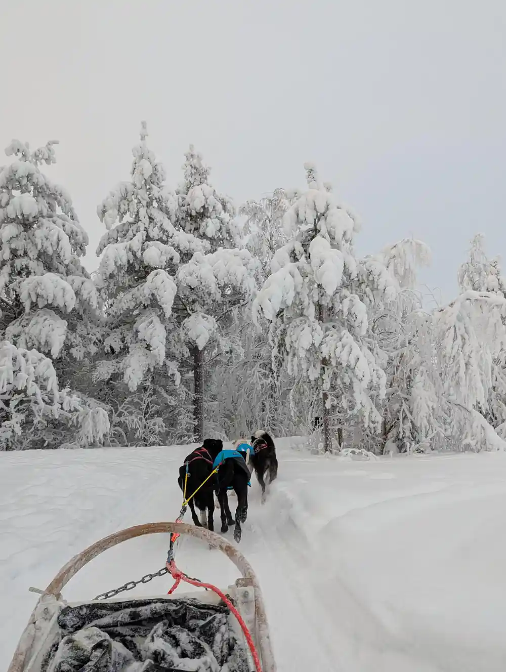 View from sled being pulled by dogs through snowy landscape