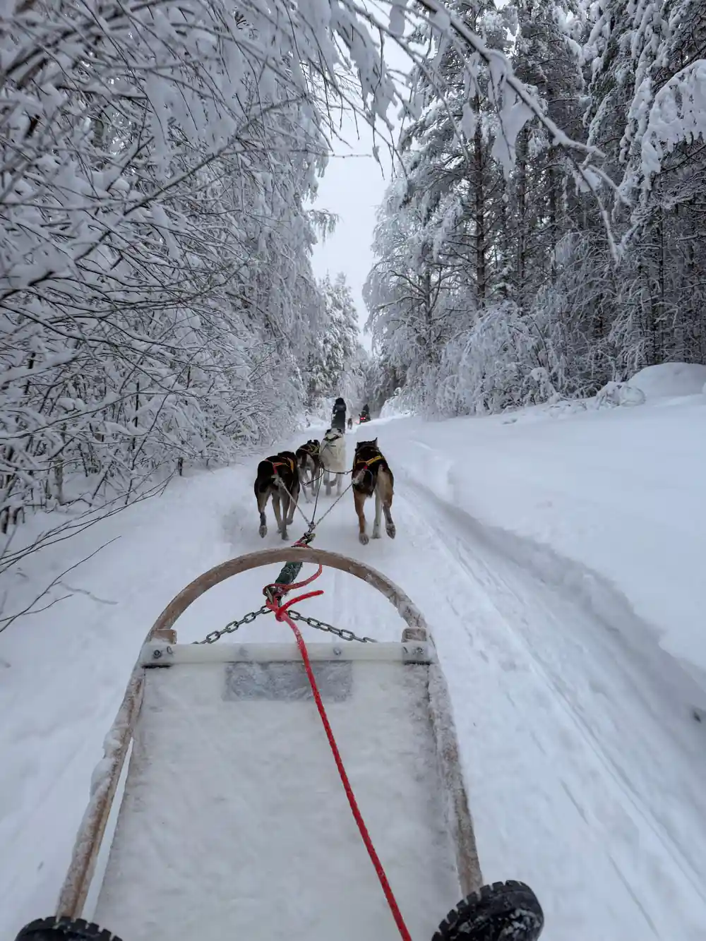 View from sled of dogs pulling through snowy forest
