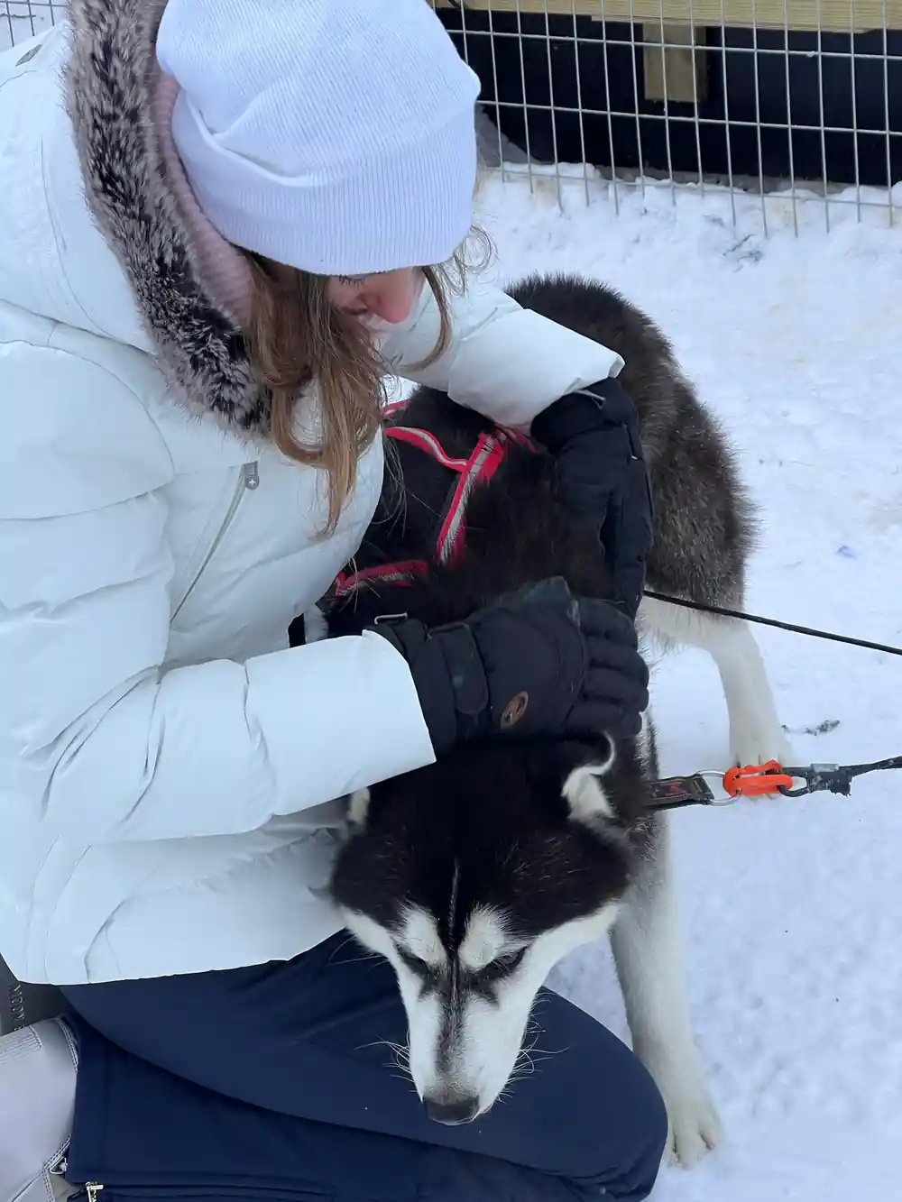 Woman petting husky sled dog in snow